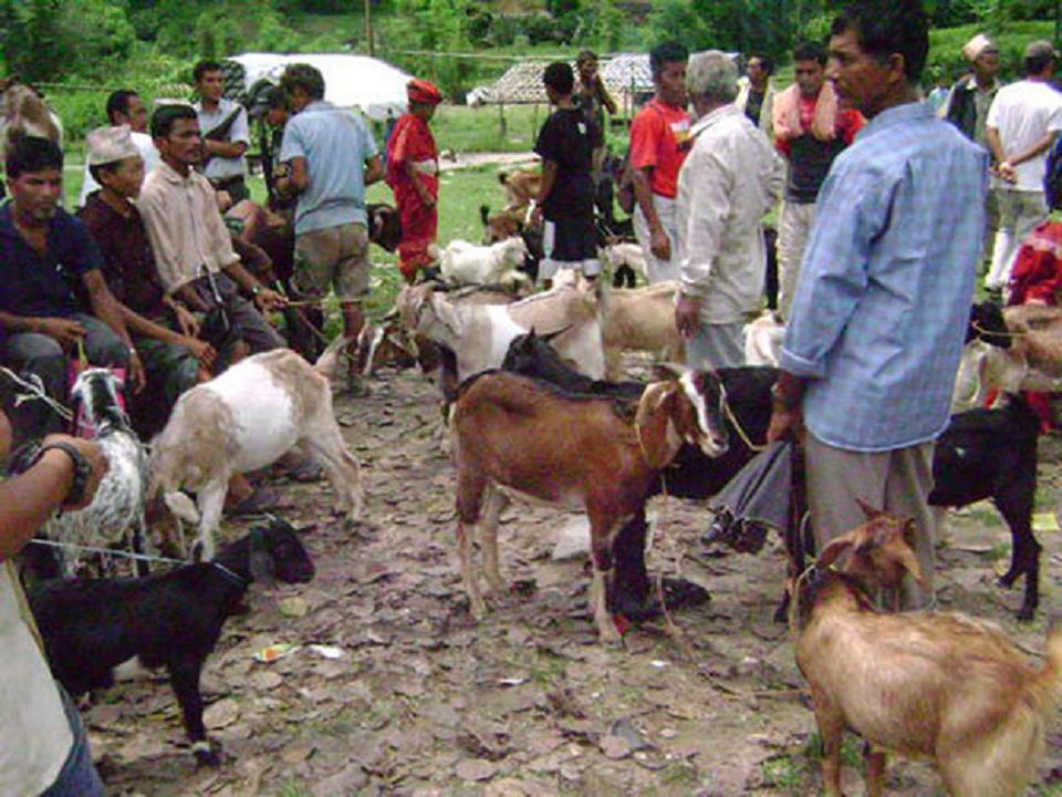 सिन्धुलीमा खसिबोकाको किनबेच बढ्दै
