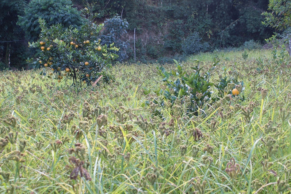 सिन्धुलीमा कोदोखेती घट्दै