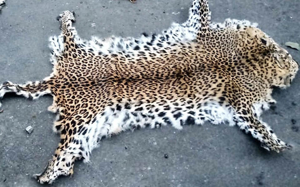 सिन्धुलीका दुई युवाले चितुवाको छाला बेच्न खोजेपछि......